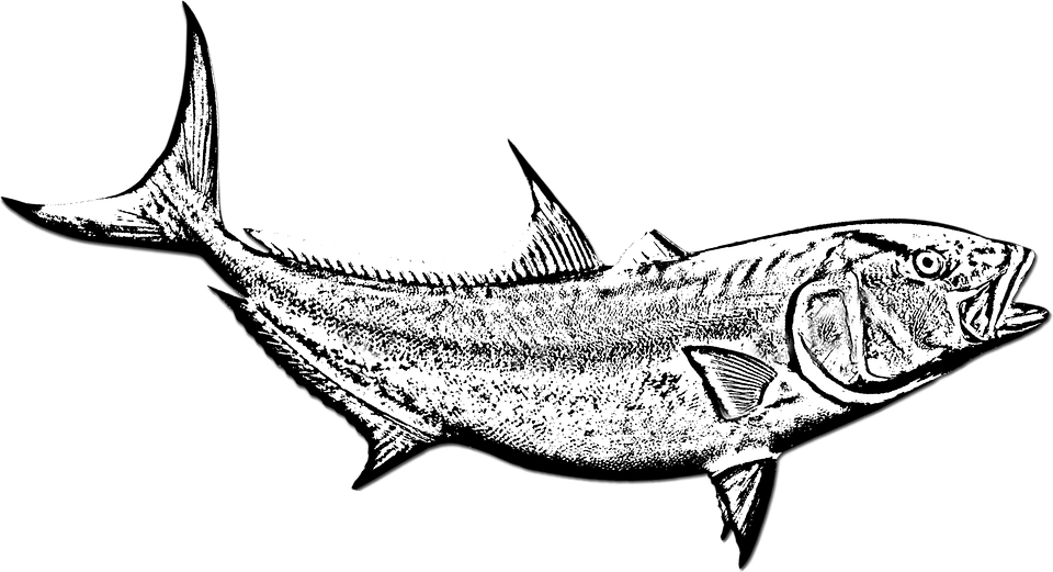 Detail Gambar Ikan Di Dasar Laut Hitam Putih Nomer 47