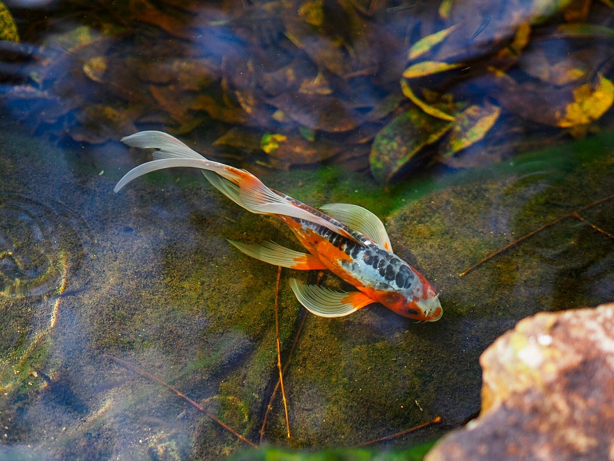 Detail Gambar Ikan Di Kolam Nomer 33