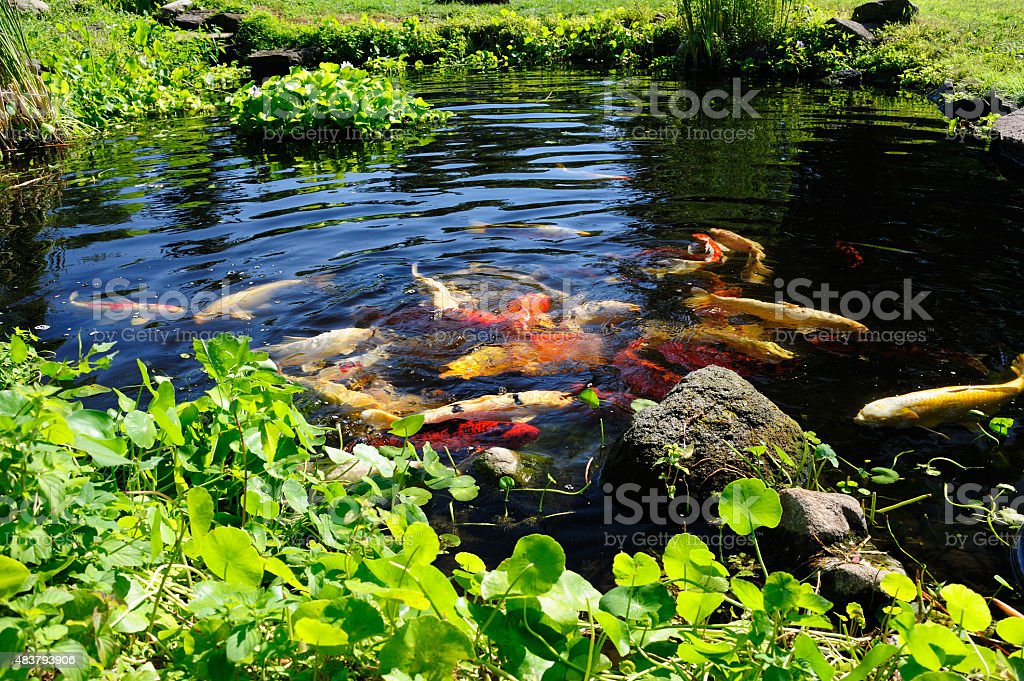 Detail Gambar Ikan Di Kolam Nomer 36