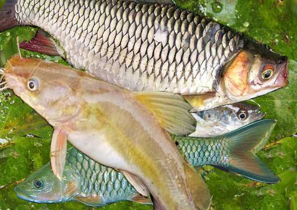 Gambar Ikan Di Sungai - KibrisPDR