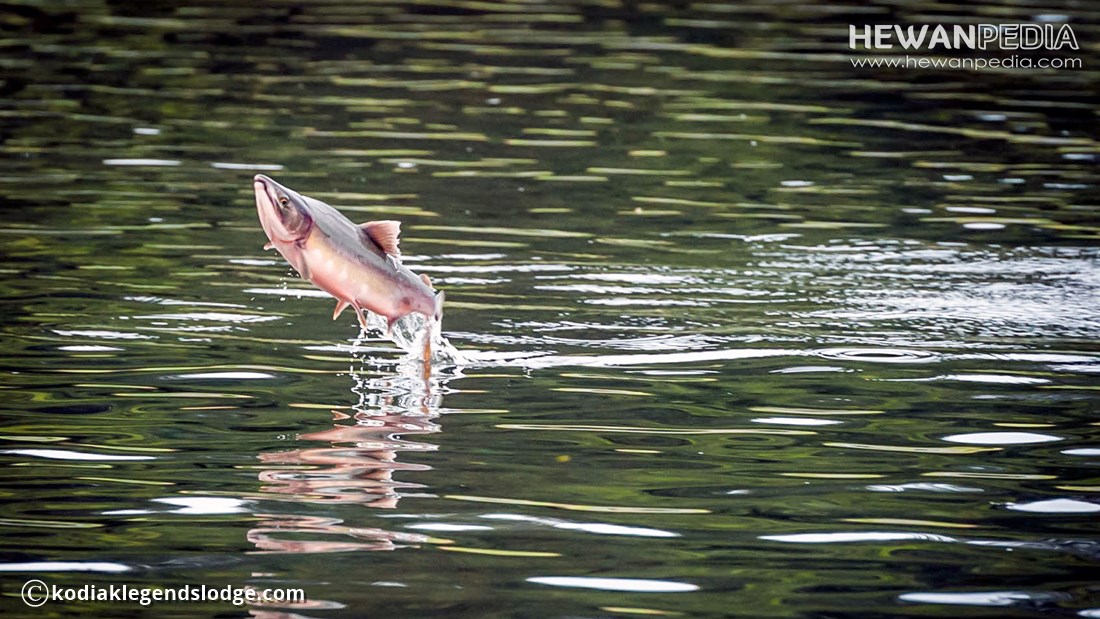 Detail Gambar Ikan Di Sungai Nomer 2