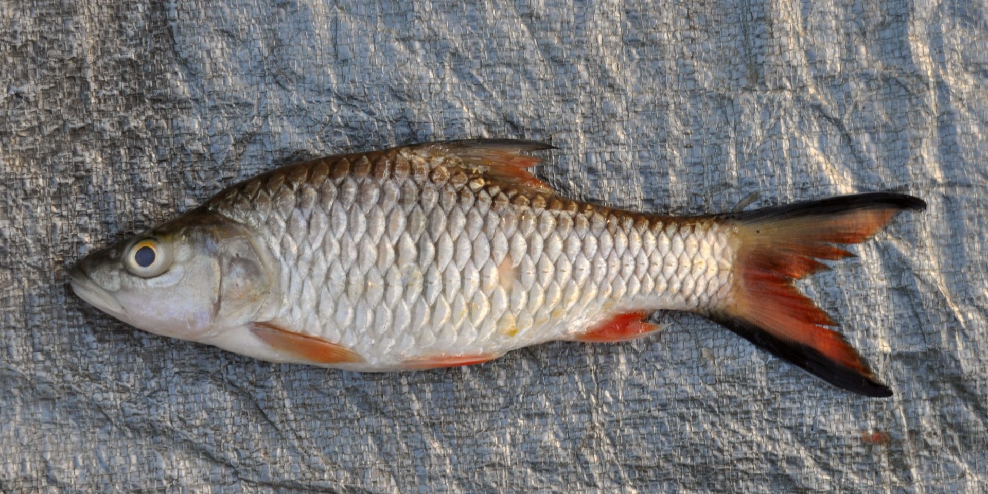 Detail Gambar Ikan Di Sungai Nomer 7