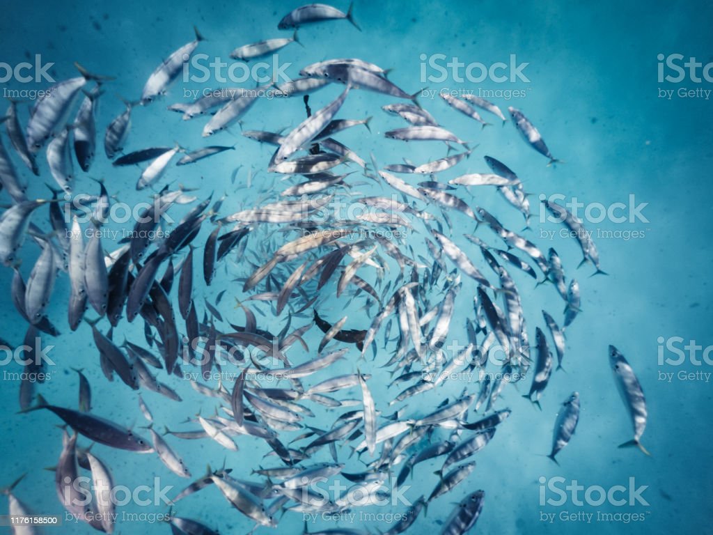 Detail Gambar Ikan Dilaut Nomer 41