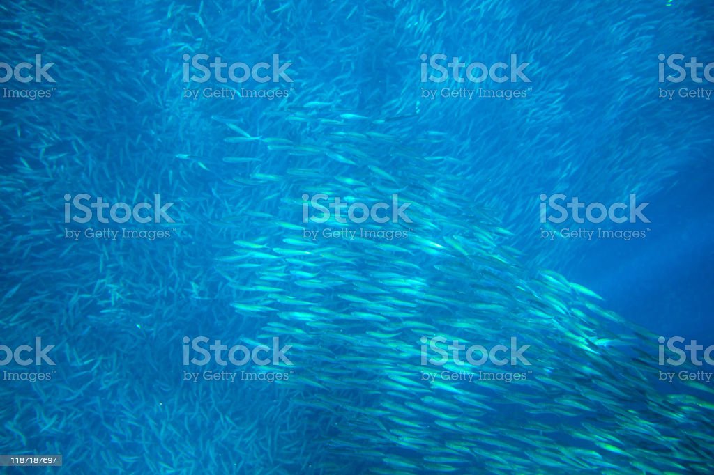 Detail Gambar Ikan Dilaut Nomer 51