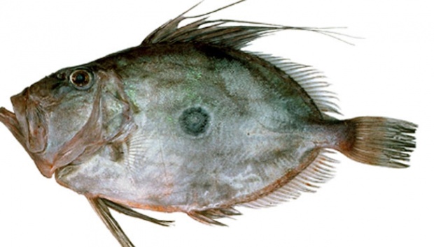 Gambar Ikan Dori - KibrisPDR