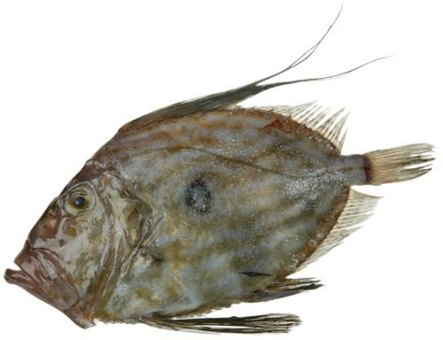 Detail Gambar Ikan Dori Asli Nomer 45