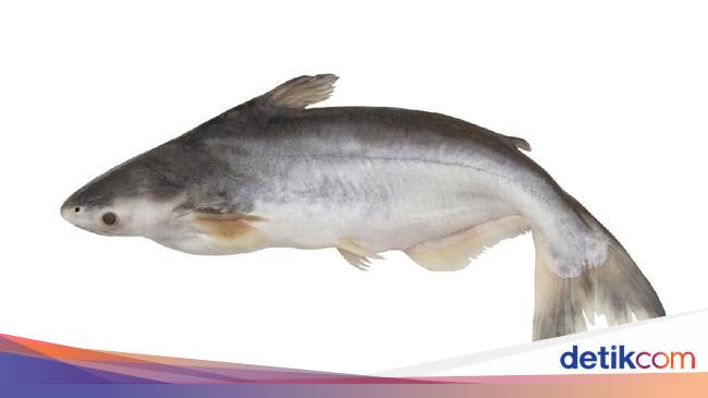 Detail Gambar Ikan Dori Asli Nomer 8