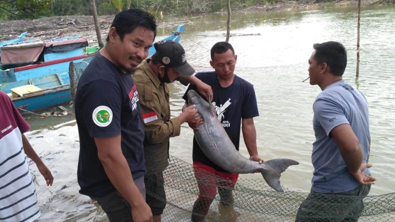 Detail Gambar Ikan Duyung Asli Nomer 19