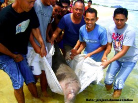 Detail Gambar Ikan Duyung Asli Nomer 43