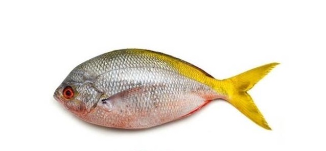 Gambar Ikan Ekor Kuning - KibrisPDR