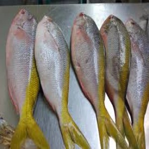 Detail Gambar Ikan Ekor Kuning Nomer 13