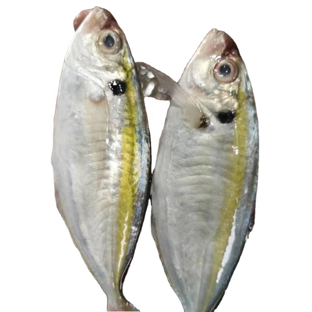 Detail Gambar Ikan Ekor Kuning Nomer 14