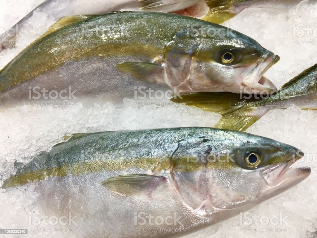 Detail Gambar Ikan Ekor Kuning Nomer 29