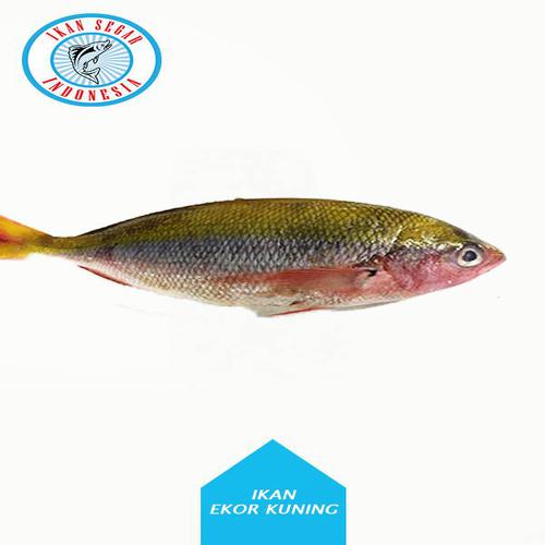 Detail Gambar Ikan Ekor Kuning Nomer 31