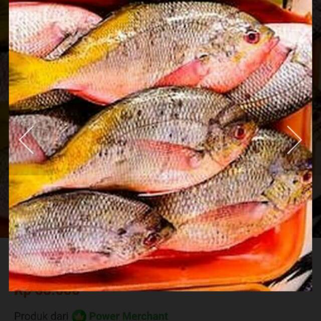 Detail Gambar Ikan Ekor Kuning Nomer 32