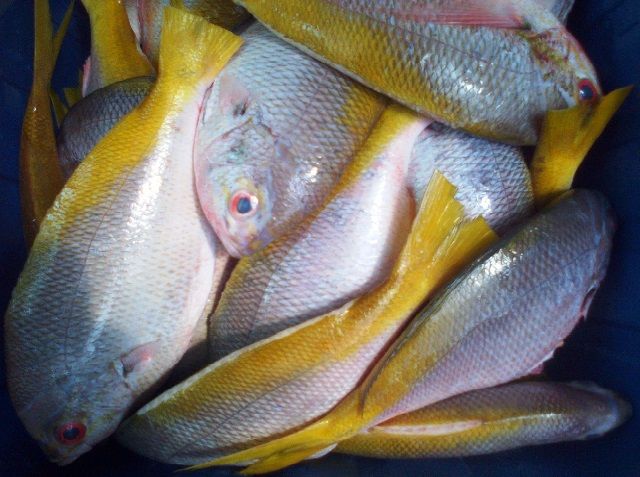 Detail Gambar Ikan Ekor Kuning Nomer 40