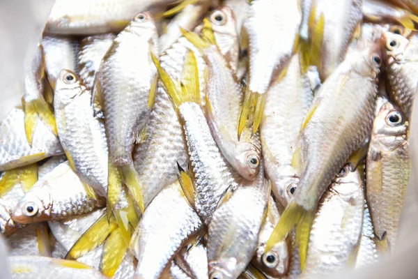 Detail Gambar Ikan Ekor Kuning Nomer 45