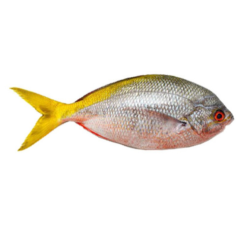 Detail Gambar Ikan Ekor Kuning Nomer 7