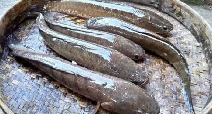 Detail Gambar Ikan Gabus Nomer 29