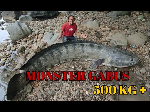 Gambar Ikan Gabus Terbesar - KibrisPDR