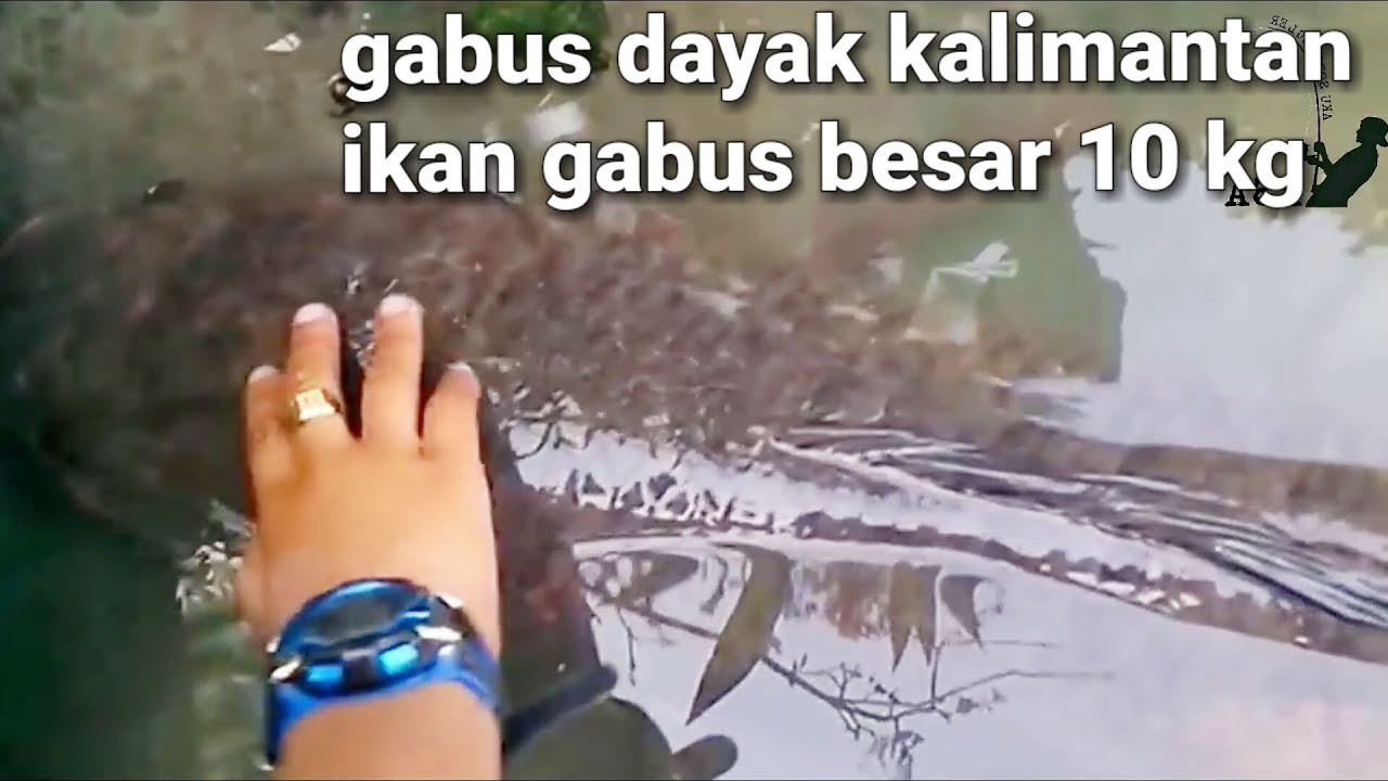 Detail Gambar Ikan Gabus Terbesar Nomer 11