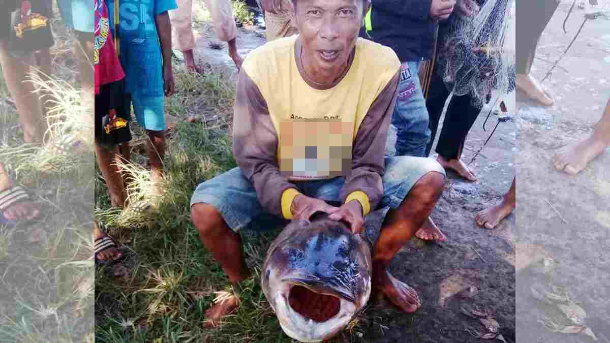 Detail Gambar Ikan Gabus Terbesar Nomer 15