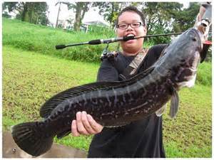 Detail Gambar Ikan Gabus Terbesar Nomer 20