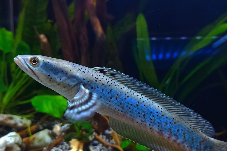 Detail Gambar Ikan Gabus Terbesar Nomer 36