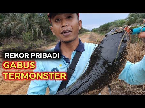 Detail Gambar Ikan Gabus Terbesar Nomer 41