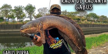 Detail Gambar Ikan Gabus Terbesar Nomer 8