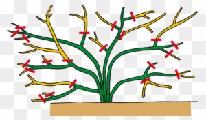 Detail Winterrosen Blumen Nomer 25