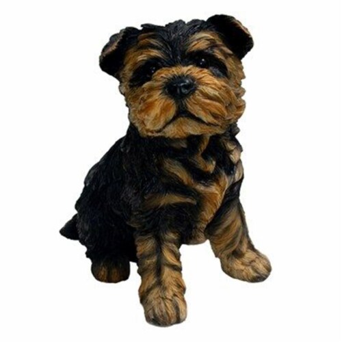 Detail Yorkshire Terrier 1 Jahr Alt Nomer 14