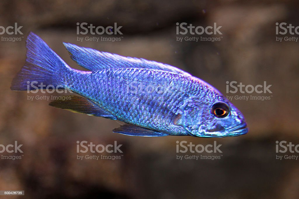 Detail Gambar Ikan Gambar Ikan Warna Biru Nomer 10