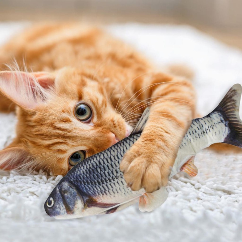 Download Gambar Ikan Gambar Lucu Nomer 38