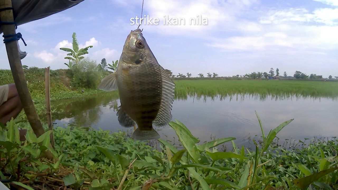 Detail Gambar Ikan Gambar Mancing Ikan Nomer 31