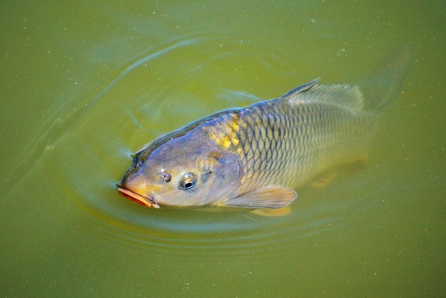 Detail Gambar Ikan Gambar Mancing Ikan Nomer 43