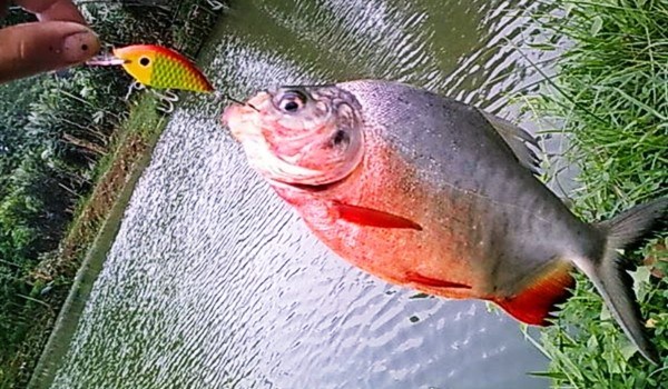 Detail Gambar Ikan Gambar Mancing Ikan Nomer 46