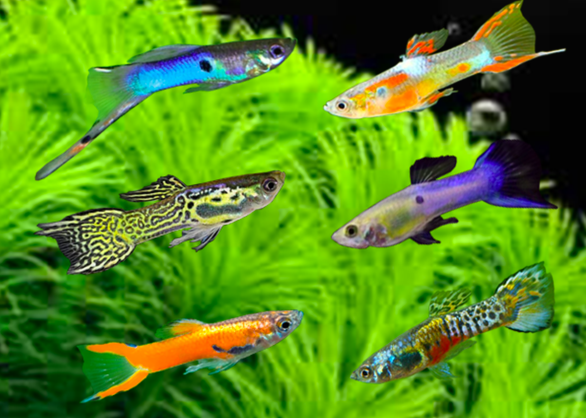 Gambar Ikan Gapi - KibrisPDR