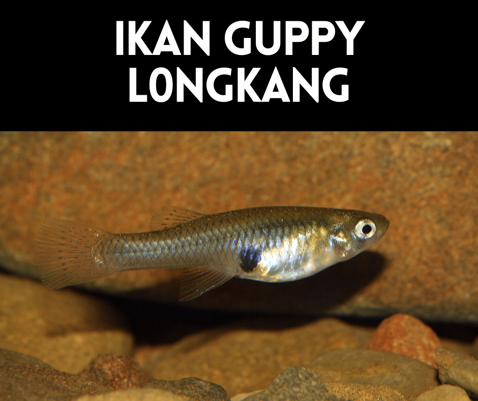 Detail Gambar Ikan Gapi Nomer 4