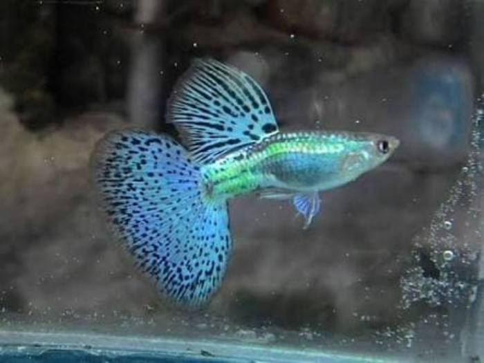 Detail Gambar Ikan Gapi Nomer 6