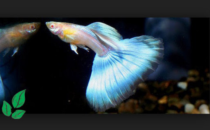 Detail Gambar Ikan Gapi Nomer 8
