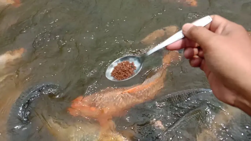 Detail Gambar Ikan Gede Nomer 57
