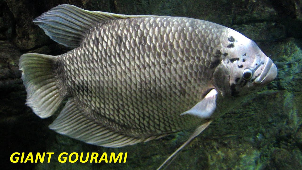 Detail Gambar Ikan Grami Nomer 16