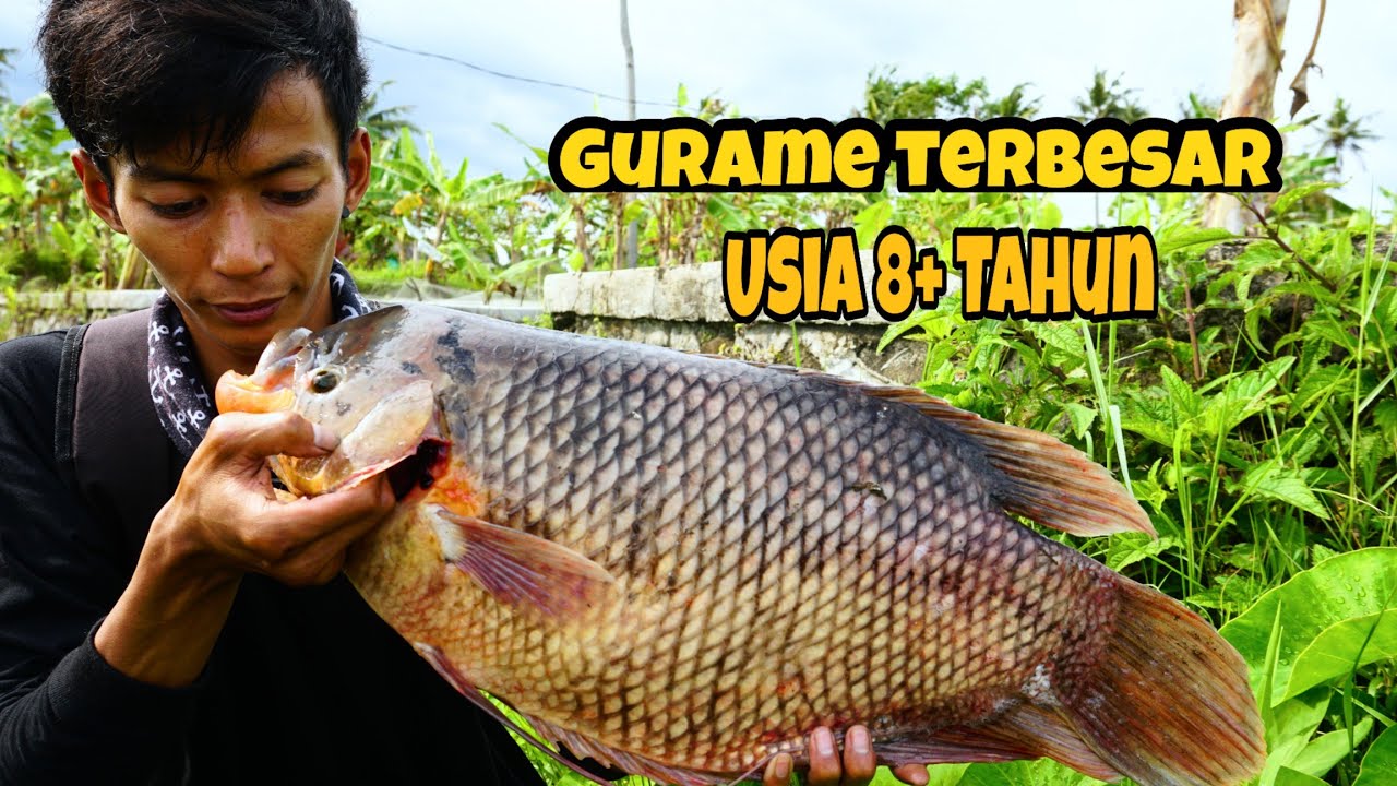 Detail Gambar Ikan Grami Nomer 34