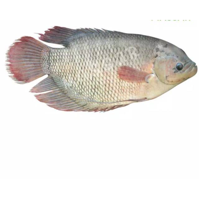 Detail Gambar Ikan Grami Nomer 41