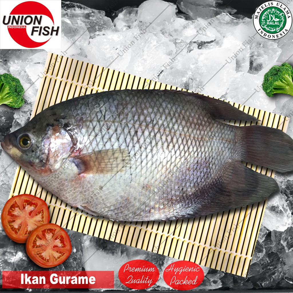 Detail Gambar Ikan Grami Nomer 53