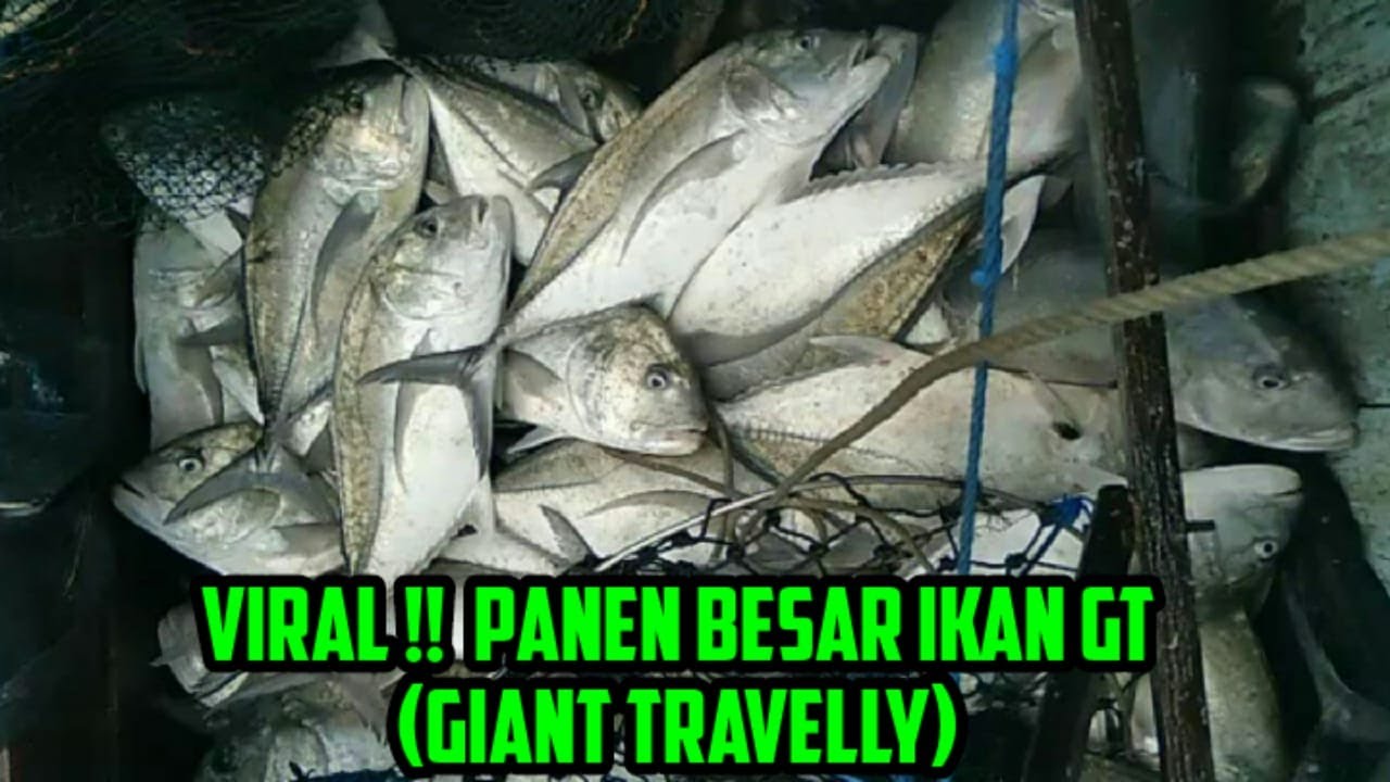 Detail Gambar Ikan Gt Nomer 40