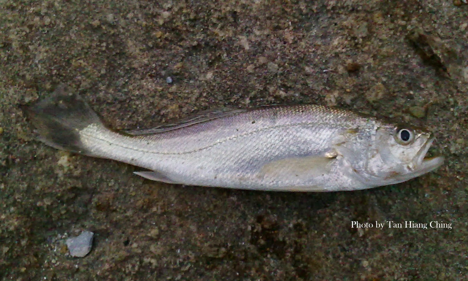 Detail Gambar Ikan Gulama Nomer 45