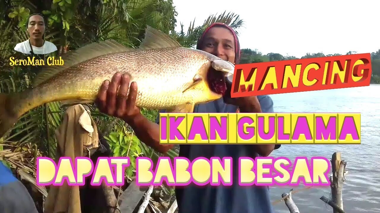 Detail Gambar Ikan Gulama Nomer 52