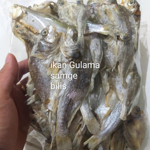 Detail Gambar Ikan Gulama Nomer 56